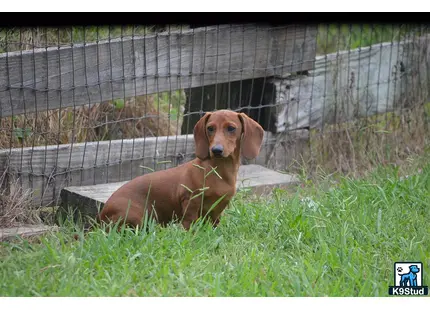 a dachshund dog lying in the grass